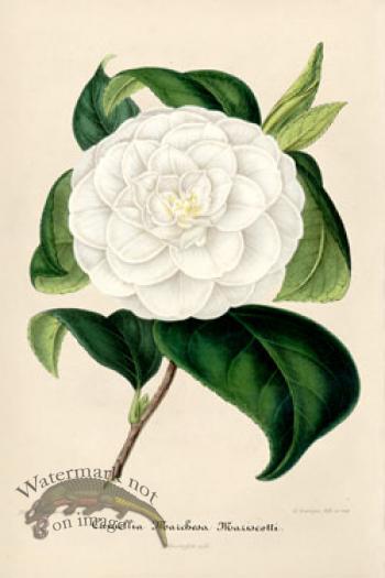 Camellias